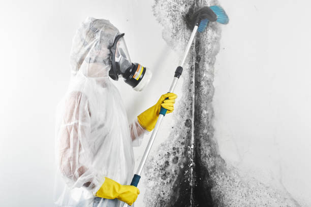 Best Mold Odor Removal Services  in Mount Airy, GA