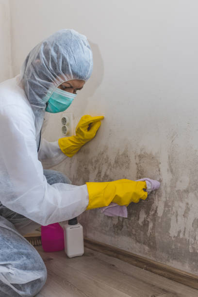 Best Environmental Consulting for Mold Prevention  in Mount Airy, GA