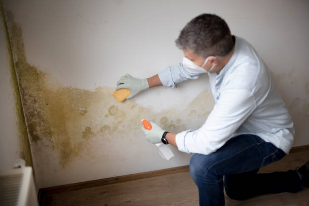 Best Air Quality Testing for Mold Spores  in Mount Airy, GA