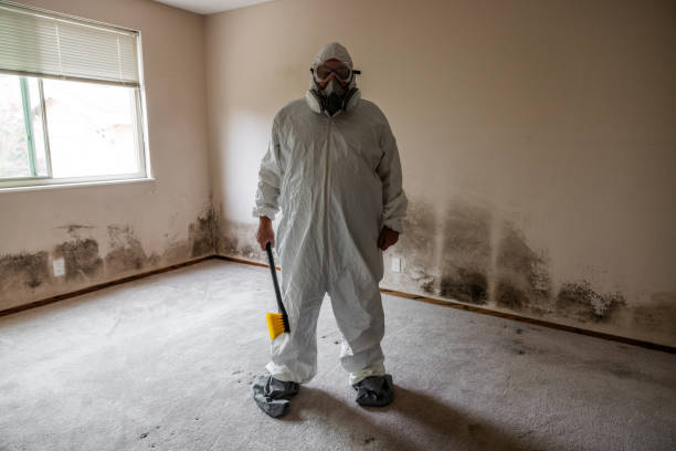 Best Basement Mold Removal  in Mount Airy, GA
